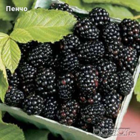 100 бр. Семена от гигантска хранителна къпина антиоксидант със здравословни качества, фибри, снимка 2 - Сортови семена и луковици - 20816347