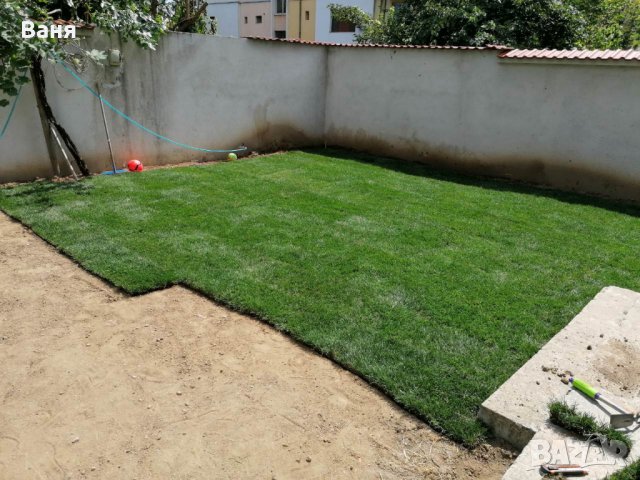 Тревен чим, снимка 5 - Градински цветя и растения - 16143388