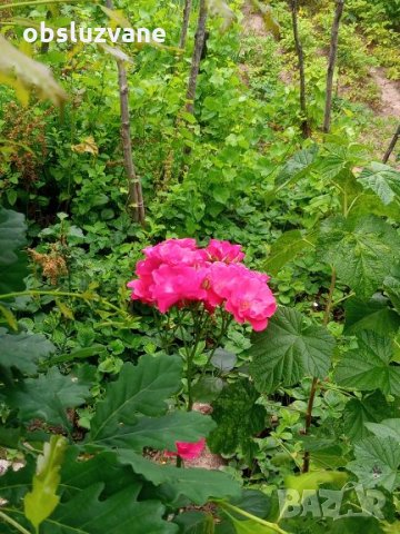 Р е з н и ц и розово-червен трендафил 💥, снимка 1 - Градински цветя и растения - 25671008