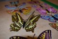3D пеперуди за декорация с двойни крила СВЕТЕЩИ, снимка 12