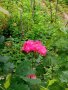 Р е з н и ц и розово-червен трендафил 💥, снимка 1 - Градински цветя и растения - 25671008