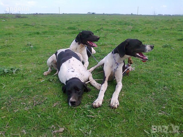 пойнтер, снимка 8 - Пойнтер - 9525767