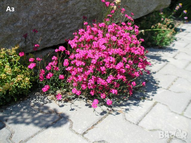 Продавам разсад на Градински кичест карамфил-за есенно засаждане, снимка 16 - Сортови семена и луковици - 15394201