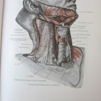 1971г. Медицинска Книга Анатомичен Атлас Том1-ви, снимка 13 - Други - 25936774