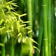Бамбук / Bambusa aspera