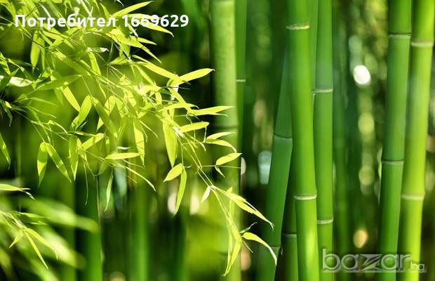 Бамбук / Bambusa aspera, снимка 1