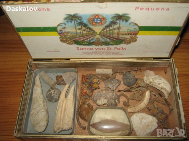 Продавам вкаменелости в дървена кутия, снимка 2 - Други ценни предмети - 22066158