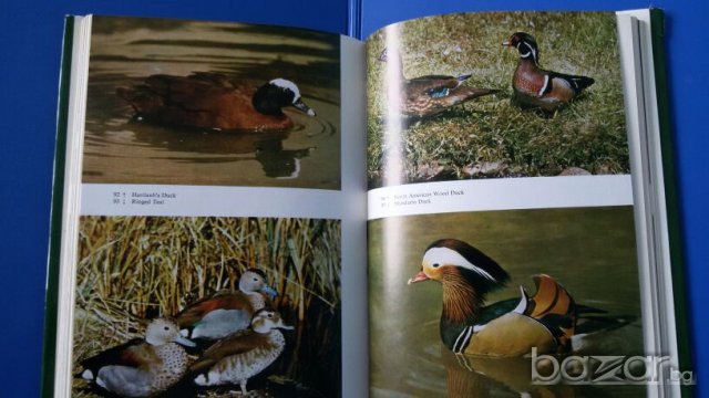 Ornamental waterfowl by Hartmut Kolbe (in English) За любителите на птичия свят - водолюбивите птици, снимка 9 - Специализирана литература - 20844430