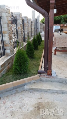 Тревен чим, снимка 4 - Градински цветя и растения - 16143388