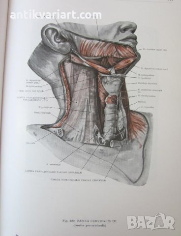 1971г. Медицинска Книга Анатомичен Атлас Том1-ви, снимка 13 - Други - 25936774