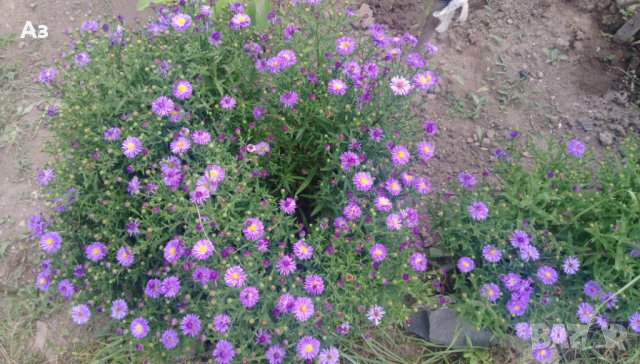 продавам  цветя Астра алпийска - разсад за ранно пролетно засаждане, снимка 9 - Сортови семена и луковици - 22599519