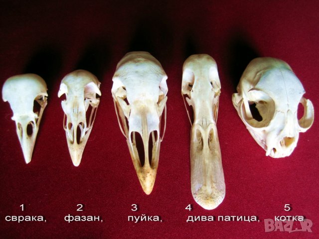 Учебно помагало по зоология, колекция от черепи, сбирка гръбначни животни , снимка 7 - Антикварни и старинни предмети - 14074952