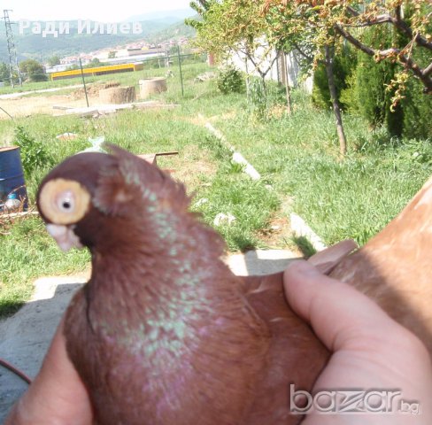 Плевенски гълъби с отлично качество., снимка 3 - Гълъби - 9817339