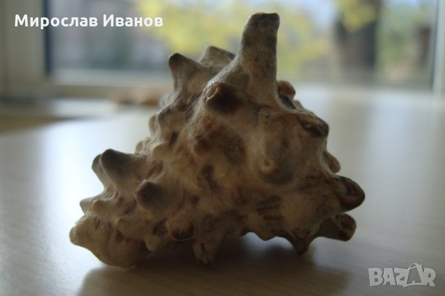 раковина от остров Мадагаскар, снимка 7 - Декорация за дома - 22883440