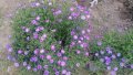 продавам  цветя Астра алпийска - разсад за ранно пролетно засаждане, снимка 9