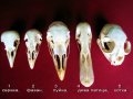 Учебно помагало по зоология, колекция от черепи, сбирка гръбначни животни , снимка 7