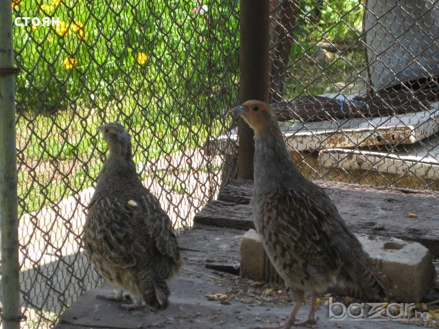 ПРОДАВАМ ЯРЕБИЦИ, снимка 1