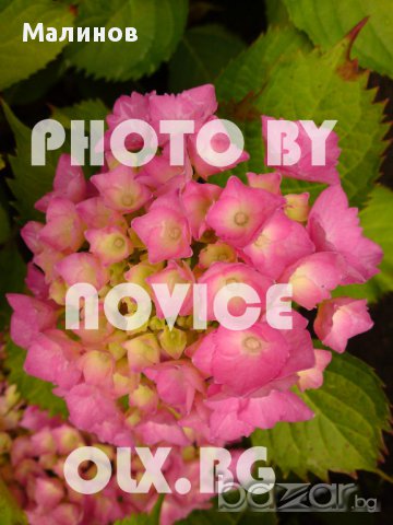 Розови и бели хортензии, дървесна хортензия, хибискус, клематис, ананас, снимка 14 - Стайни растения - 15114351