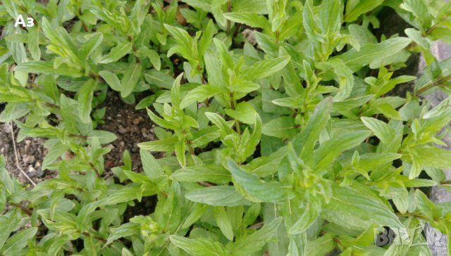 продавам ароматен джоджен - корени със стъбла и листа, снимка 6 - Сортови семена и луковици - 25182514