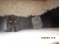 Персийски котенца , малки пухове , снимка 3