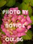 Розови и бели хортензии, дървесна хортензия, хибискус, клематис, ананас, снимка 14