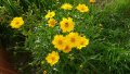 продавам разсад и семена (реколта 2023 г.) на градинско цвете Биденс, снимка 3
