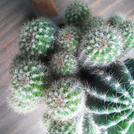 Кактус, снимка 2 - Стайни растения - 14588182