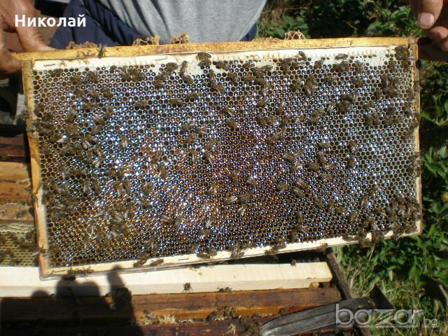 Пчелни пластмасови основи с килийки 4,9 мм., снимка 4 - Други - 20709269