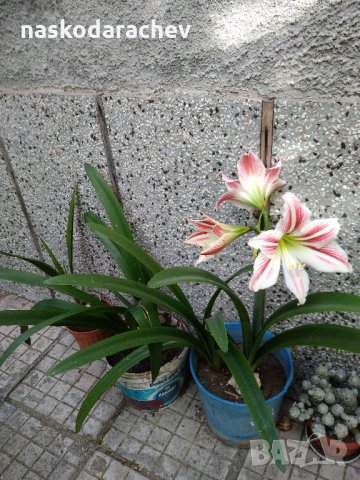 Цветя Амарилис / Хипеаструм (Hippeastrum), снимка 9 - Градински цветя и растения - 21745927