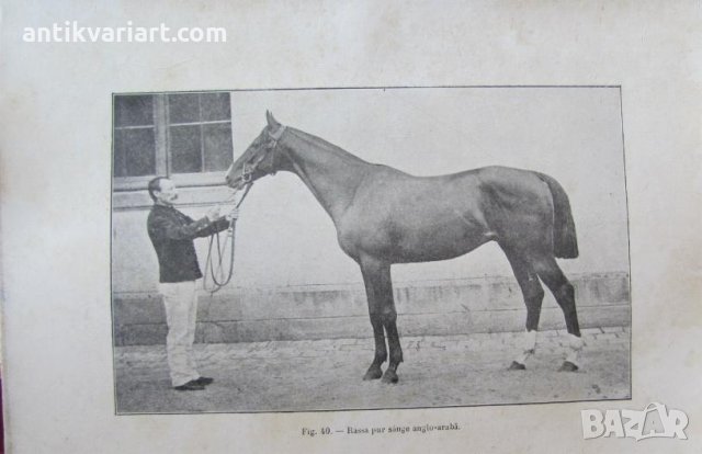 1915год. Книга за Историята и Породите Коне, снимка 5 - Други - 24984265