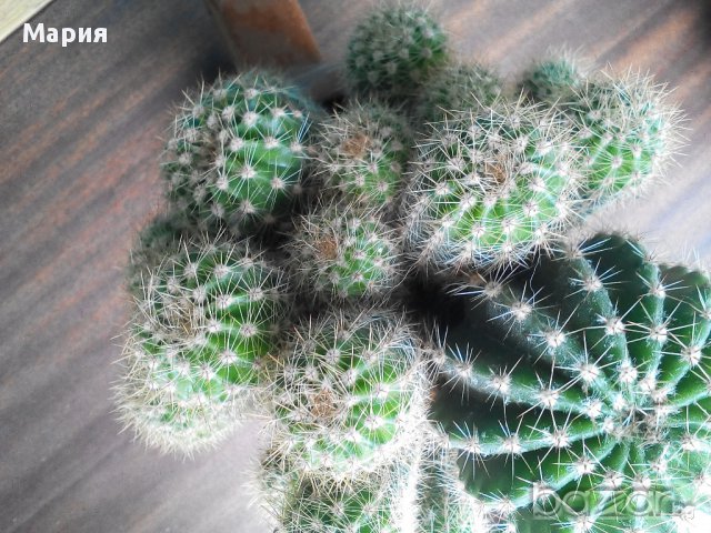 Кактус, снимка 2 - Стайни растения - 14588182