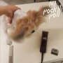 Подстригване, къпане на куче , снимка 12