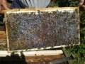 Пчелни пластмасови основи с килийки 4,9 мм., снимка 4