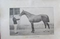 1915год. Книга за Историята и Породите Коне, снимка 5