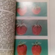 ягодоплодните култури в нашата градина-от земиздат, снимка 10 - Художествена литература - 9668997