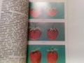 ягодоплодните култури в нашата градина-от земиздат, снимка 10