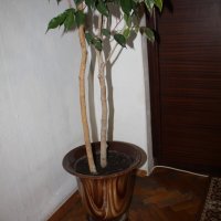 Бенджамин 260 см., снимка 4 - Стайни растения - 21122576