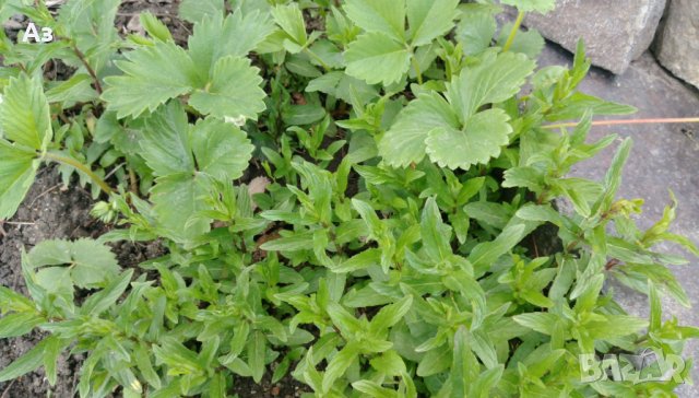 продавам ароматен джоджен - корени със стъбла и листа, снимка 11 - Сортови семена и луковици - 25182514