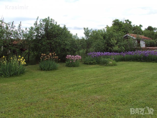 Продавам луковици на нарциси,перуники/ирис, снимка 4 - Градински цветя и растения - 24671581