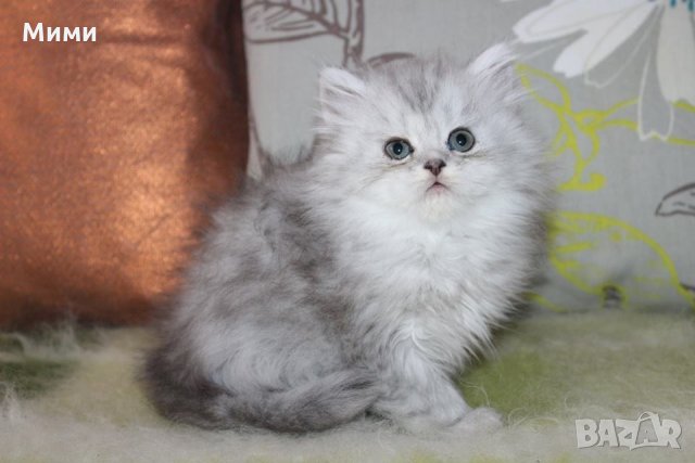 Сребърна чинчила  /  Persian cat, снимка 6 - Персийска - 18951274