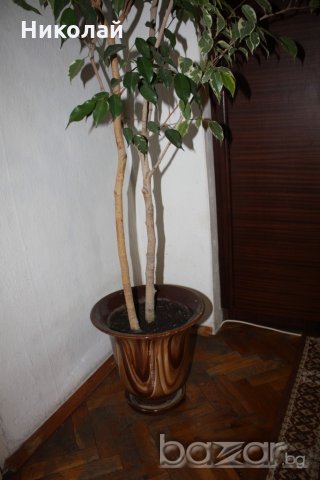 Бенджамин 260 см., снимка 4 - Стайни растения - 21122576