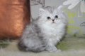 Сребърна чинчила  /  Persian cat, снимка 6