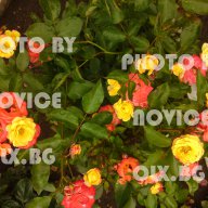 Селекция рози, снимка 3 - Стайни растения - 11542826