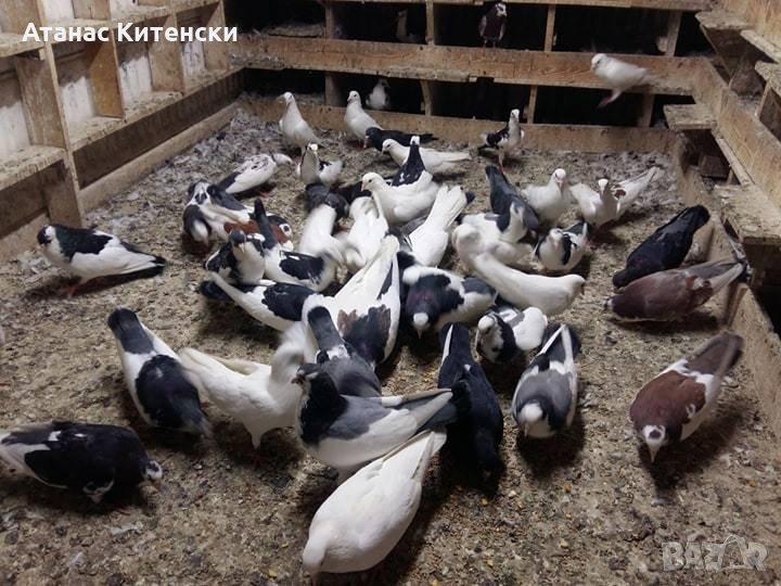 ПРОДАВАМ пазарджишки високо летачи-гълъби!, снимка 1