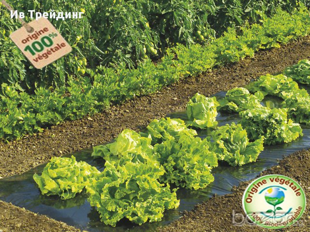 Мулчиращо фолио за ягоди и марули Пловдив, снимка 2 - Градински цветя и растения - 16832065