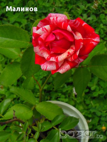 Японска катерлива роза, снимка 6 - Стайни растения - 13914425