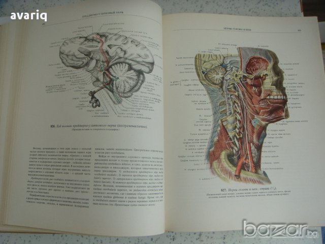 Атласи по анатомия на човека Синелников, снимка 15 - Енциклопедии, справочници - 16689471