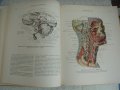 Атласи по анатомия на човека Синелников, снимка 15