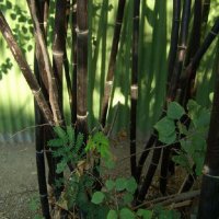 100 броя бамбукови семена от Декоративен бамбук Moso Bamboo лилав зелен цветен , снимка 10 - Сортови семена и луковици - 23954889