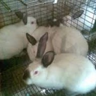 Зайцеферма продава целогодишно зайци, снимка 2 - Други - 16997414
